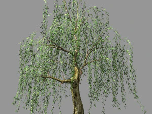 百林-植物-柳树03 3D 模型