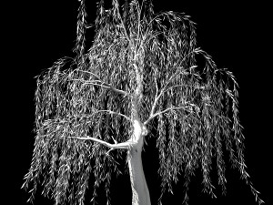hundred forests-plants-willow 03 3D Model