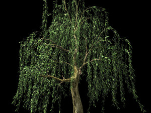 hundred forests-plants-willow 03 3D Model