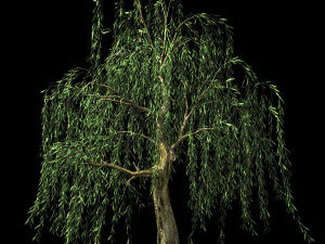 hundred forests-plants-willow 03 3D Model