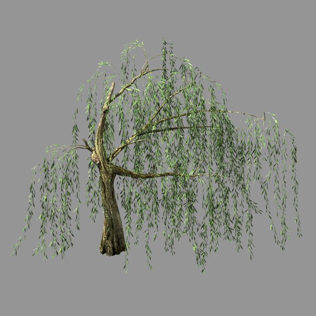 hundred forests-plants-willow 04 3D मॉडल .c4d .max .obj .3ds .fbx .stl .blend 
