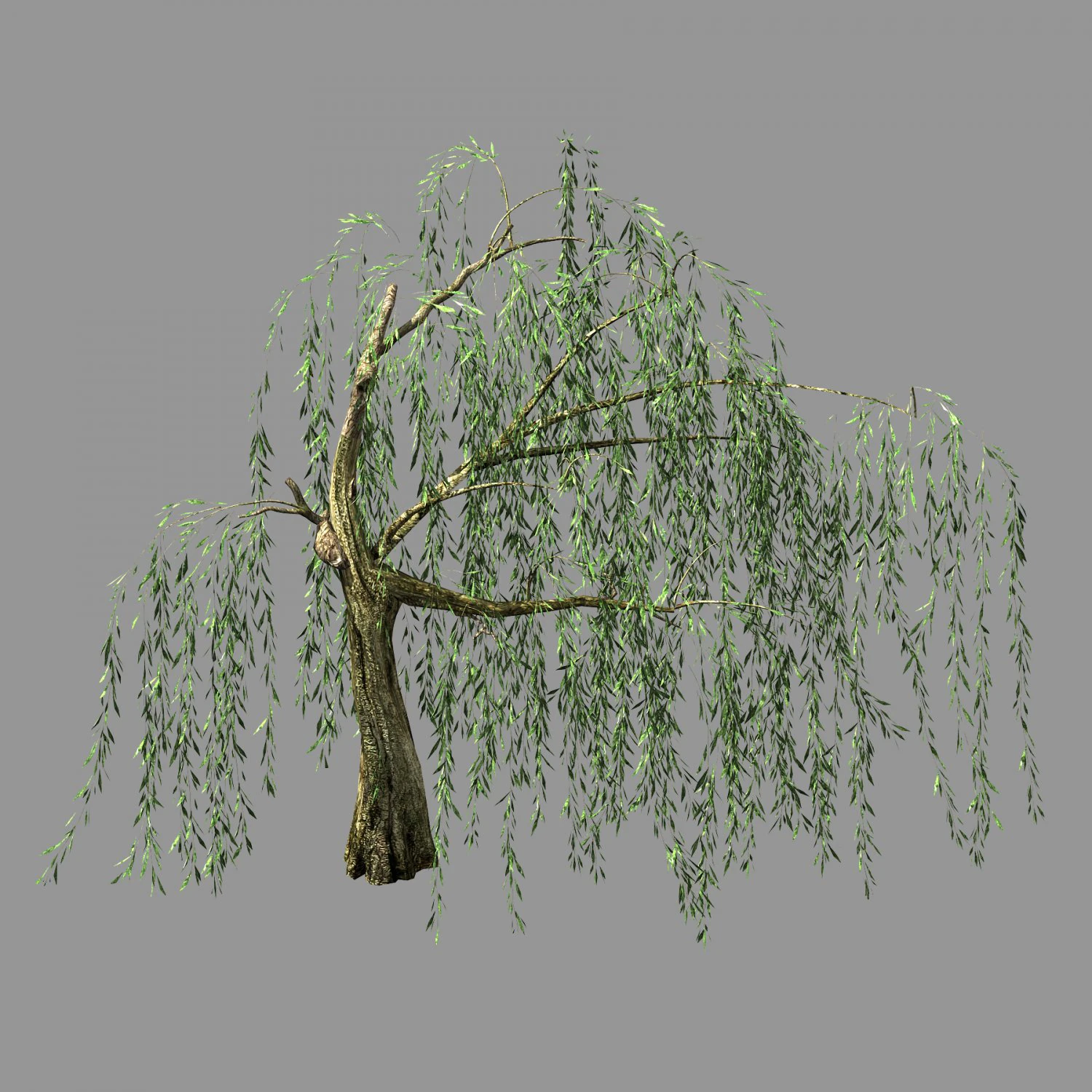hundred forests-plants-willow 04 3D Model .c4d .max .obj .3ds .fbx .stl .blend 