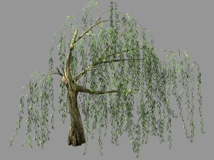 hundred forests-plants-willow 04 3D Model