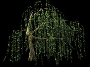 hundred forests-plants-willow 04 3D मॉडल