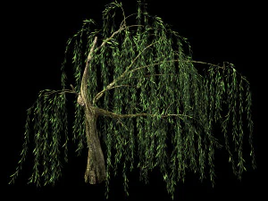 hundred forests-plants-willow 04 3D Model