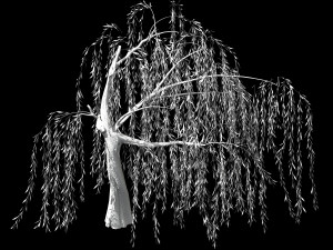 hundred forests-plants-willow 04 3D मॉडल
