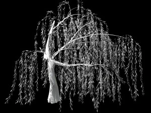 hundred forests-plants-willow 04 3D Model