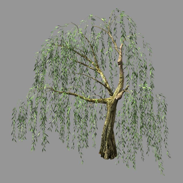 hundred forests-plants-willow 05 Modelo 3D .c4d .max .obj .3ds .fbx .stl .blend 