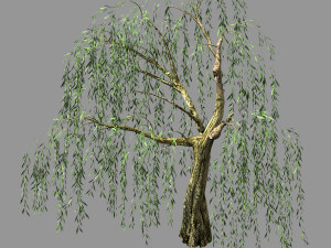 hundred forests-plants-willow 05 3D Model