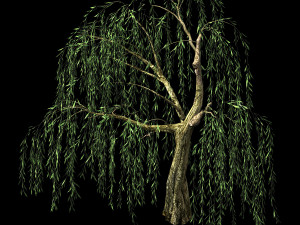 hundred forests-plants-willow 05 Modelo 3D