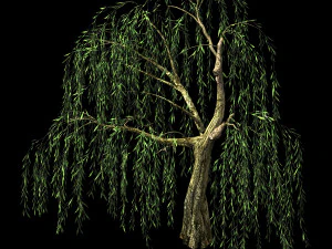 hundred forests-plants-willow 05 3D Model