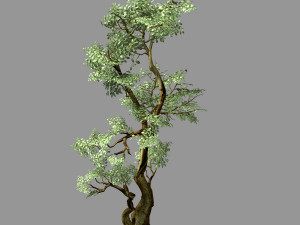 hundred forests-plants-banyan 01 3D Model