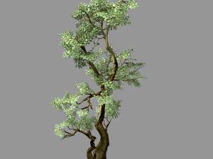 сто лесов-растений-баньяна 01 3D Модель