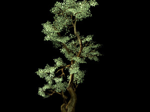 hundred forests-plants-banyan 01 3D Model