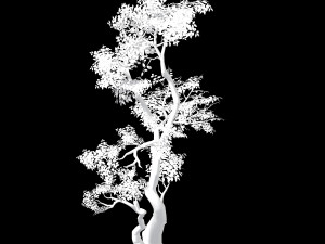 hundred forests-plants-banyan 01 3D Model