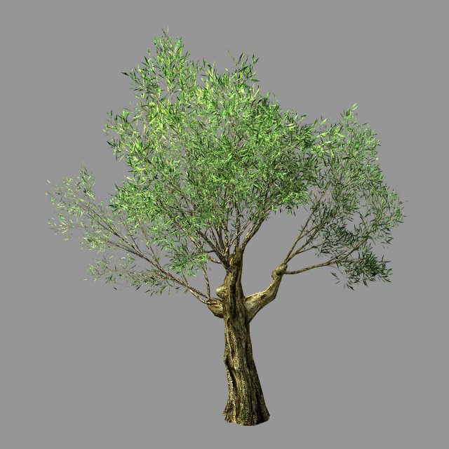 hundred forests-plants-sui di tree 01 3D Model .c4d .max .obj .3ds .fbx .stl .blend 
