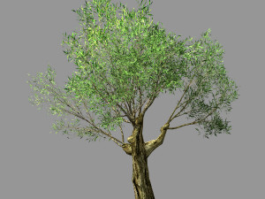 hundred forests-plants-sui di tree 01 3D Model