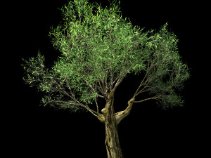 hundred forests-plants-sui di tree 01 3D Model