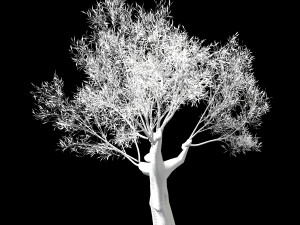 hundred forests-plants-sui di tree 01 3D Model