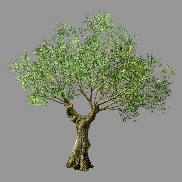 hundred forests-plants-sui di tree 02 Modèle 3D .c4d .max .obj .3ds .fbx .stl .blend 