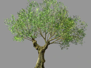 honderd bossen-planten-sui di boom 02 3D Model