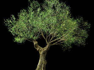 hundred forests-plants-sui di tree 02 Modèle 3D