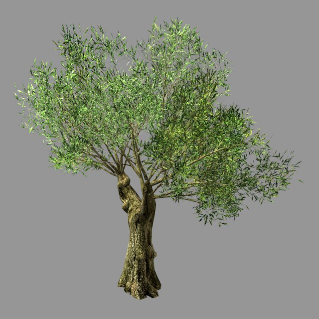 hundred forests-plants-sui di tree 03 Modelo 3D .c4d .max .obj .3ds .fbx .stl .blend 