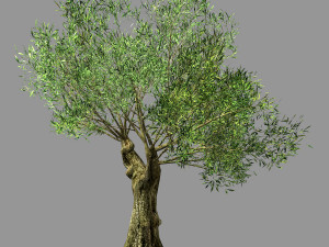 hundred forests-plants-sui di tree 03 3D Model
