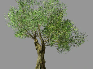 honderd bossen-planten-sui di boom 03 3D Model