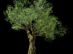 hundred forests-plants-sui di tree 03 Modelo 3D