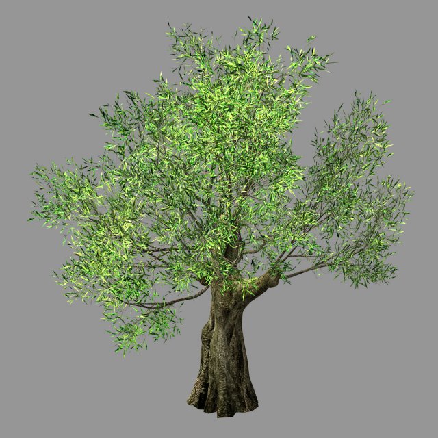 hundred forests-plants-sui di tree 04 3D मॉडल .c4d .max .obj .3ds .fbx .stl .blend 