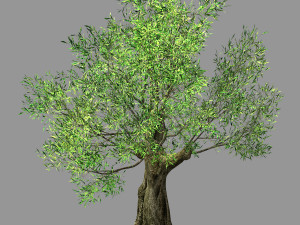 hundred forests-plants-sui di tree 04 3D 모델