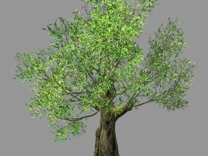 honderd bossen-planten-sui di boom 04 3D Model