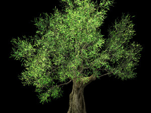 hundred forests-plants-sui di tree 04 3D मॉडल