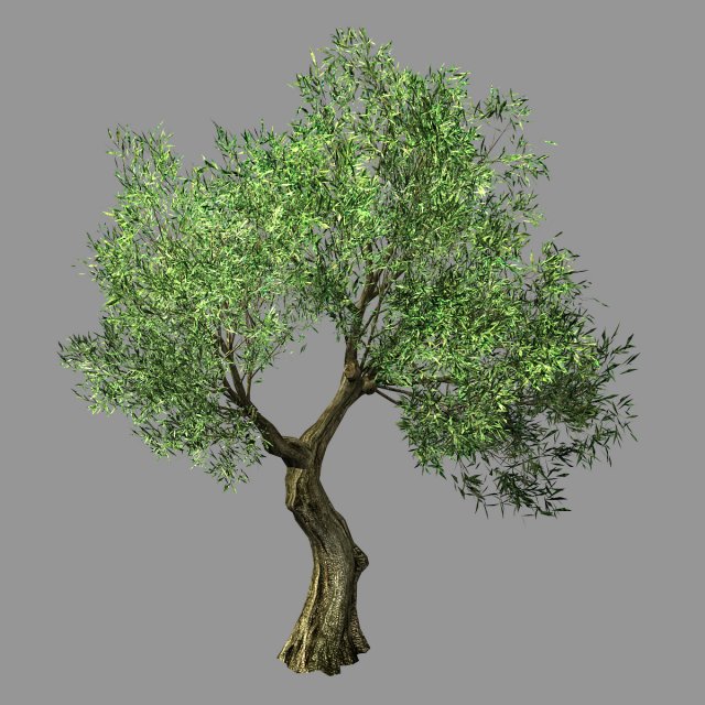 hundred forests-plants-sui di tree 05 3D मॉडल .c4d .max .obj .3ds .fbx .stl .blend 