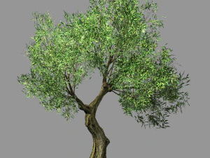 honderd bossen-planten-sui di boom 05 3D Model
