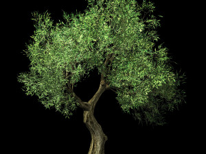 hundred forests-plants-sui di tree 05 3D मॉडल