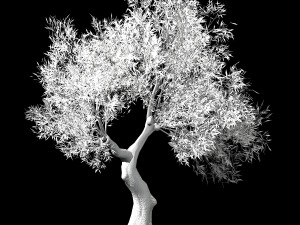 hundred forests-plants-sui di tree 05 3D मॉडल