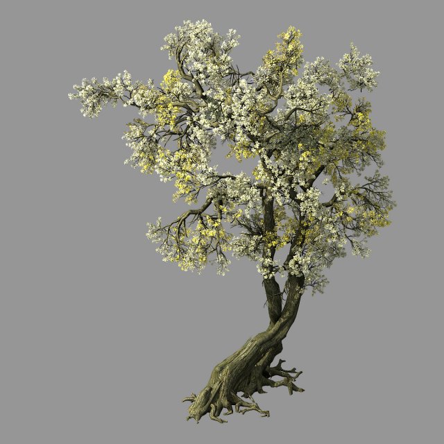 hundred forests-plants-apricot tree 04 3D Model .c4d .max .obj .3ds .fbx .stl .blend 