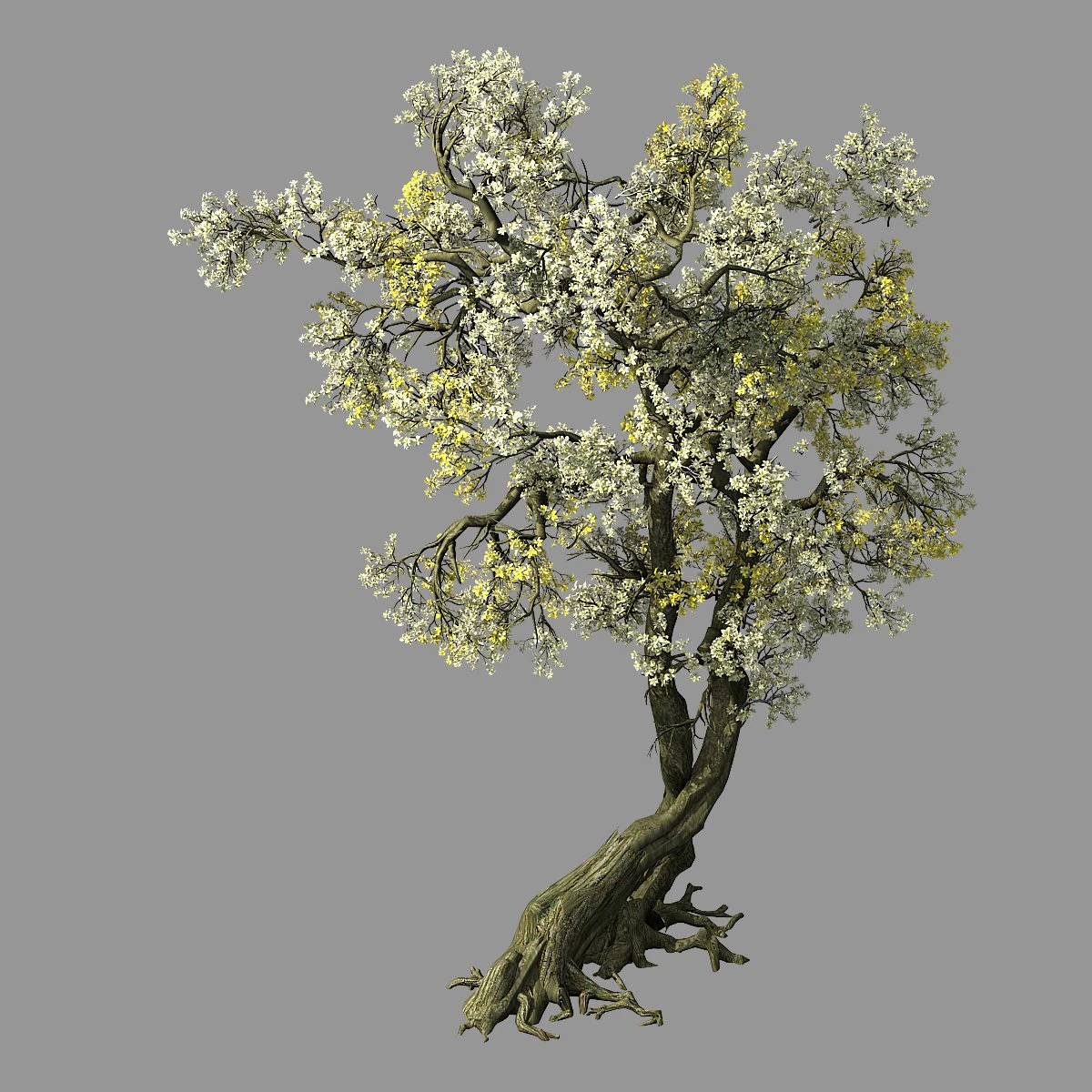 hundred forests-plants-apricot tree 04 3D Model .c4d .max .obj .3ds .fbx .stl .blend 