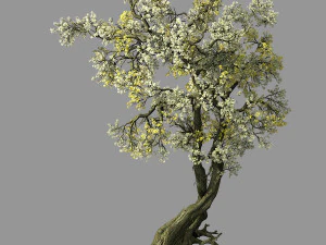 honderd bossen-planten-abrikoosboom 04 3D Model