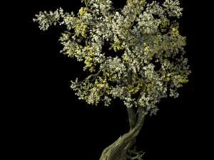 hundred forests-plants-apricot tree 04 3D Model