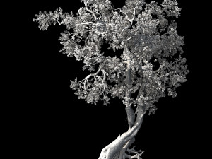 hundred forests-plants-apricot tree 04 3D Model