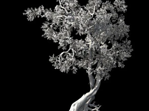 hundred forests-plants-apricot tree 04 3D Model