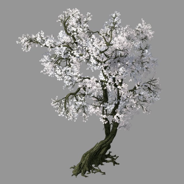 hundred forests-plants-apricot tree 05 3D Model .c4d .max .obj .3ds .fbx .stl .blend