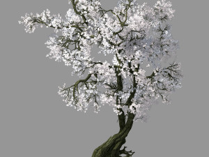 hundred forests-plants-apricot tree 05 3D Model