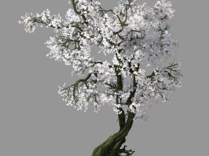 honderd bossen-planten-abrikoosboom 05 3D Model