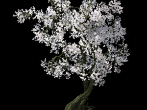 hundred forests-plants-apricot tree 05 3D Model