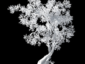 hundred forests-plants-apricot tree 05 3D Model