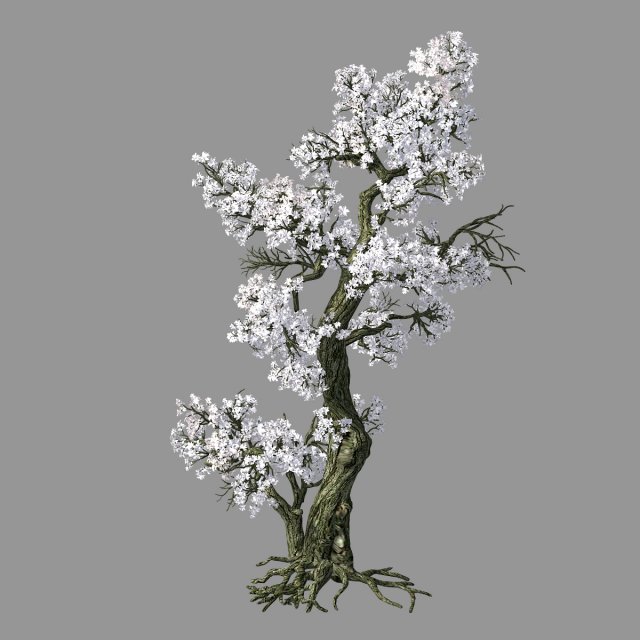 hundred forests-plants-apricot tree 06 3D Model .c4d .max .obj .3ds .fbx .stl .blend 